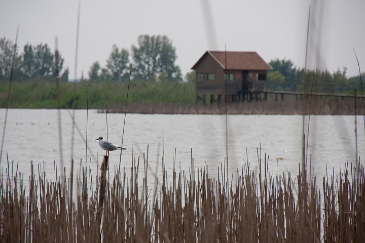 IMG_0559.jpg - Tisza-tó, Poroszló